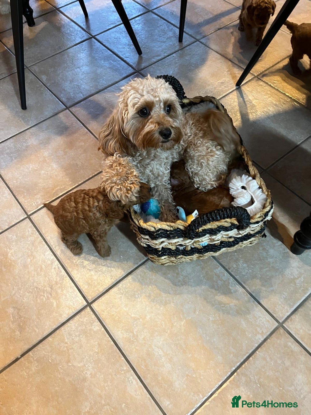 Cavapoo dogs for sale: ✨ Dark Red Cavapoo Puppies ✨** - Image 12