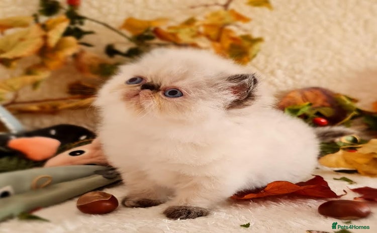 Persian cats - Advert 7