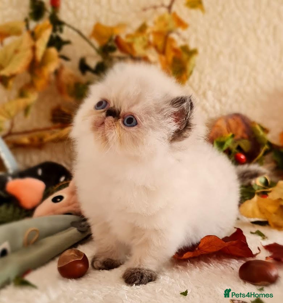 Persian cats for sale: Persian Kittens - Image 29