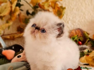 Persian cats - Advert 3