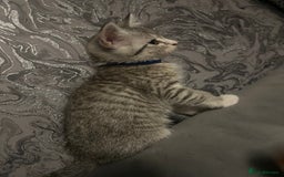 Mixed Breed cats for sale: Kittens  - Image 11