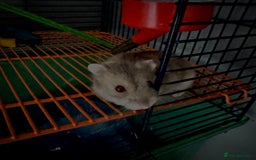 Hamster rodents for sale: dwarf hamster for sale - Image 1