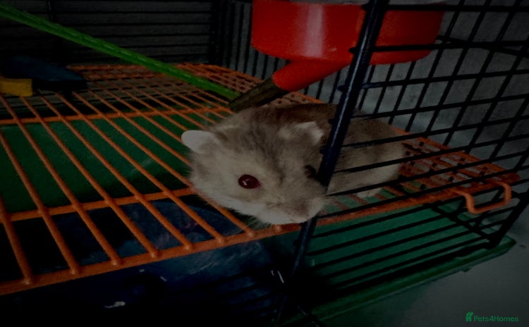 Hamster rodents - Advert 10