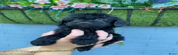 Cockapoo dogs for sale: (LAST 4 PUPS) Amazing miniature Cockapoo Puppies  - Advert 18