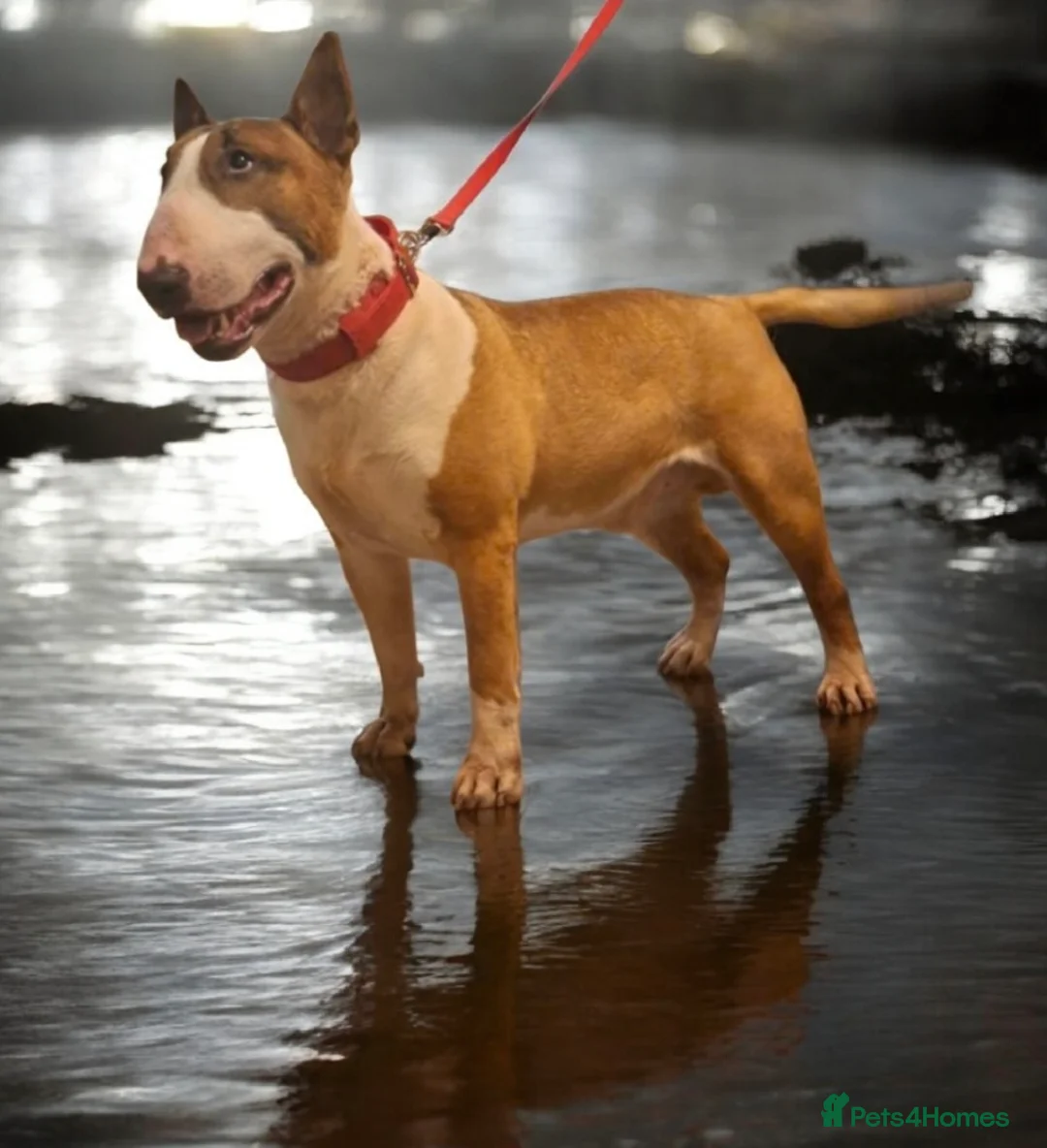 English Bull Terrier dogs for stud: Bull terrier at stud  fully health tested  - Advert 3