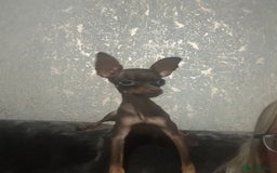Russian Toy Terrier dogs for sale: Choc & tan smooth coat - Image 4