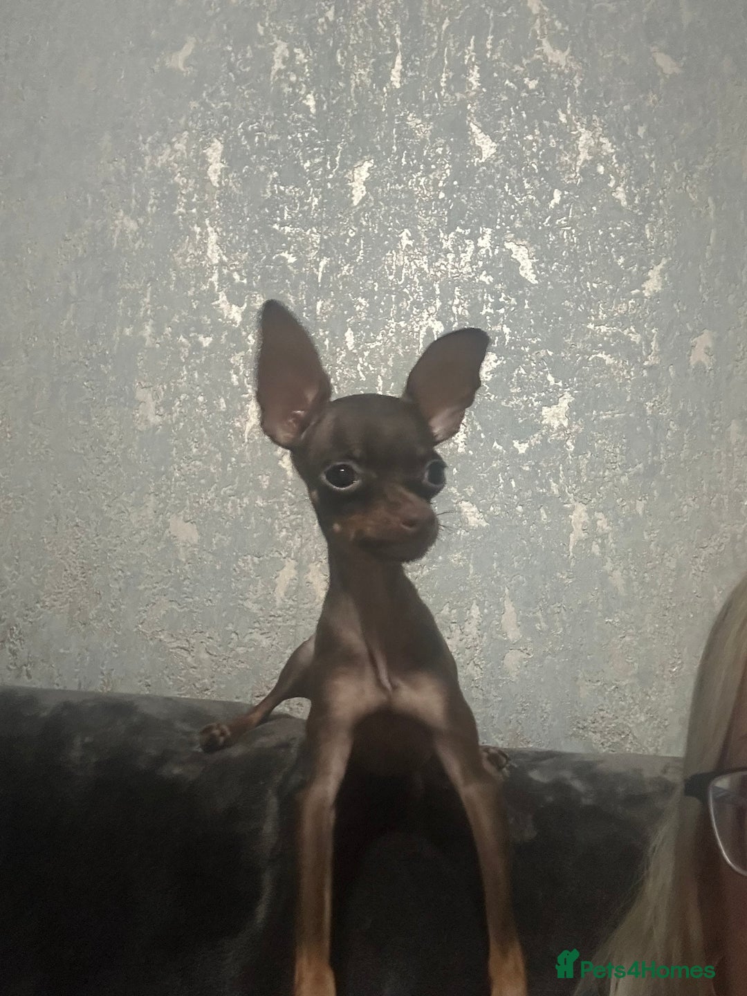 Russian Toy Terrier dogs for sale: Choc & tan smooth coat - Image 4