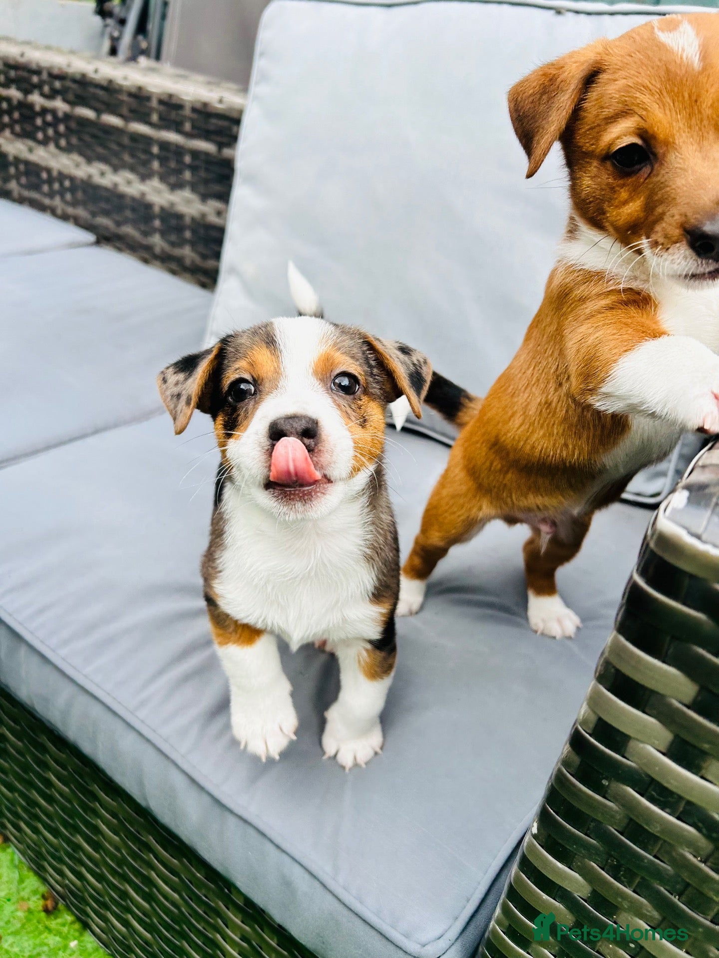Jack Russell dogs Merle gene. Tri-colour carriers 5 available  - Advert 14