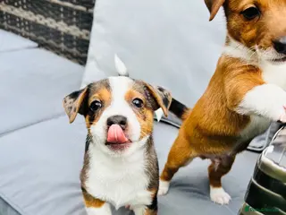 Jack Russell dogs Merle gene. Tri-colour carriers 5 available - Advert 14
