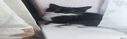Mixed Breed cats for sale: Female kitten  - Advert 8