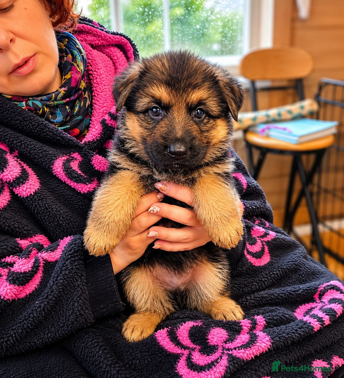 German Shepherd dogs German Shepherd Puppies From Outstanding Parents - Advert 4