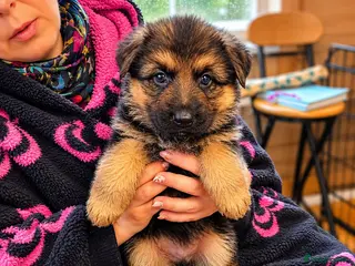 German Shepherd dogs German Shepherd Puppies From Outstanding Parents - Advert 4