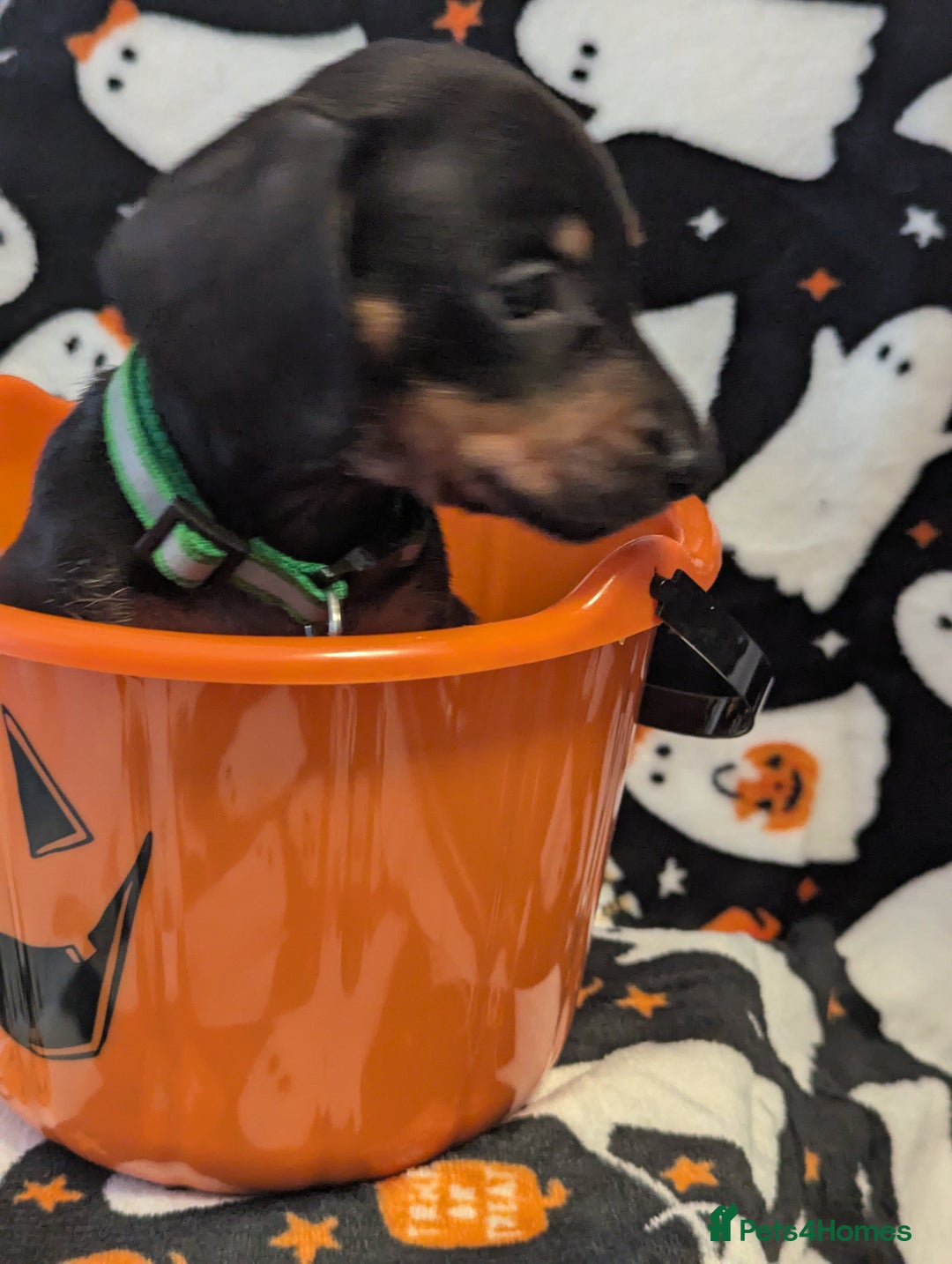 Miniature Dachshund dogs for sale:  Beautiful Miniature dashound puppies  - Image 3