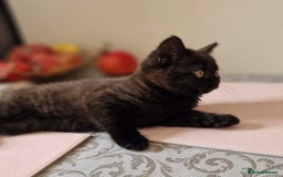 British Shorthair cats for sale: Playful trained  British Shorthair boy in W14  - Image 3