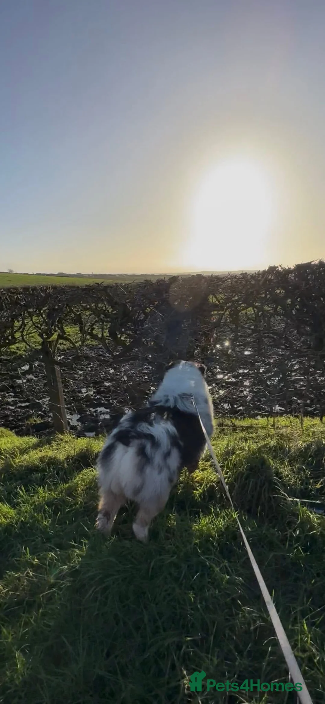 Australian Shepherd dogs for sale: Australian shepherd dog  - Advert 5