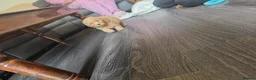 Cavapoo dogs for sale: 6 cavapoo pups ready to leave  - Advert 10