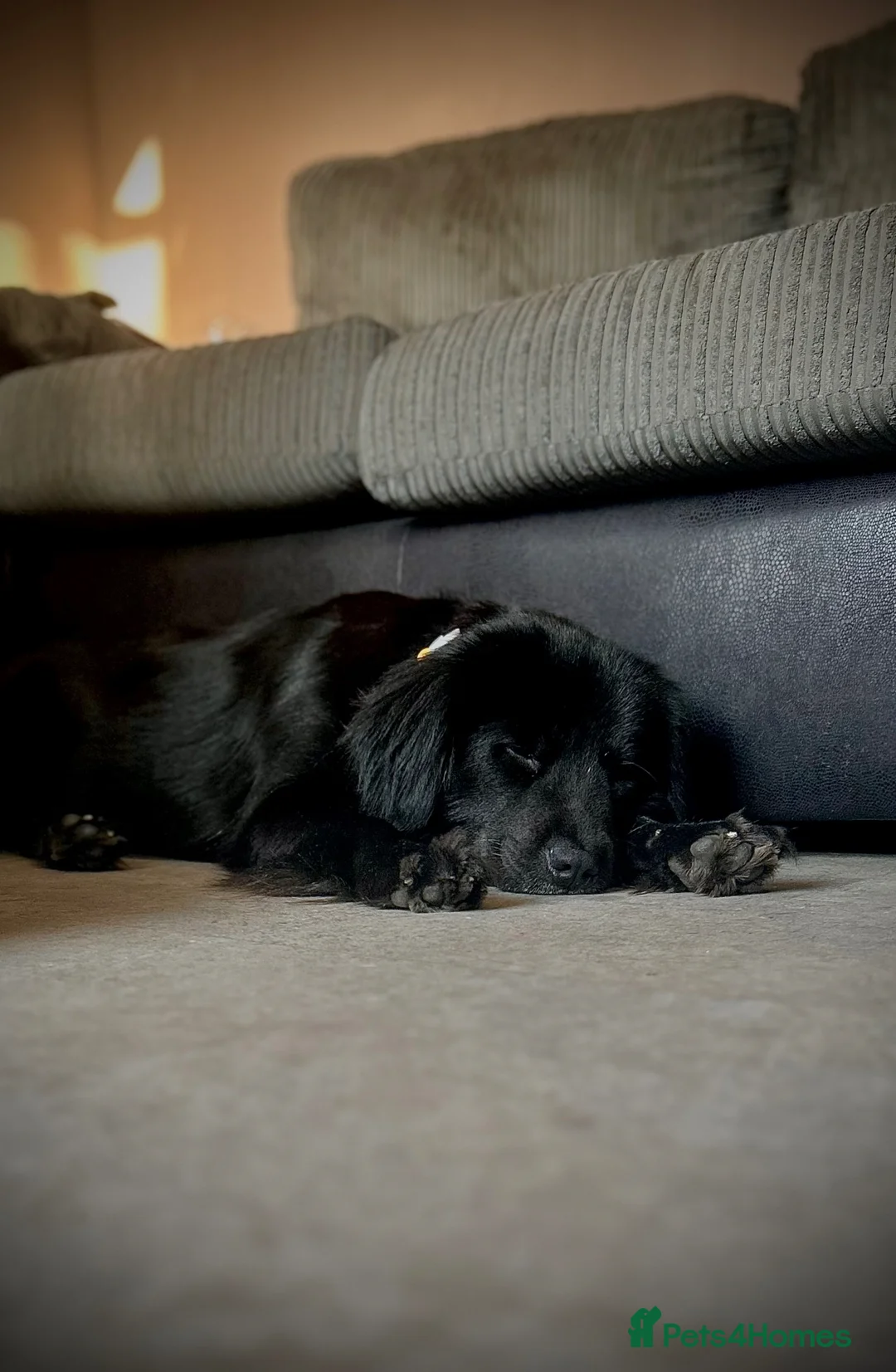 Mixed Breed dogs for stud: FOR STUD - NOT FOR SALE - Advert 5