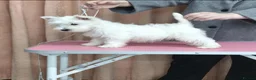 West Highland Terrier dogs for sale: quality female Westie WHWT puppy  - Advert 6