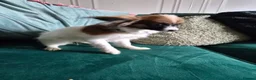 Papillon dogs for sale: 7 month old Female  - Advert 3