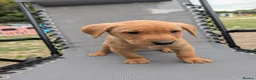 Labrador Retriever dogs for sale: Fox red labs in Brandon - Advert 6