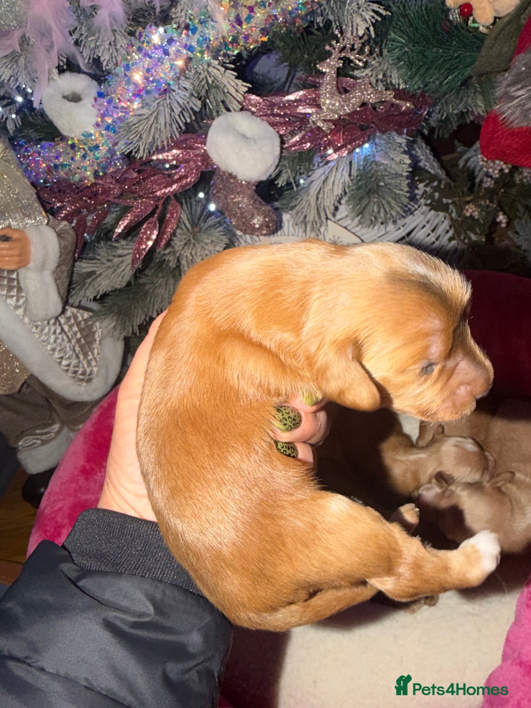 Cockapoo dogs for sale: Cockapoo pups  - Advert 27