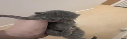 Russian Blue cats for sale: Male and female Russian blue kittens  - Advert 2