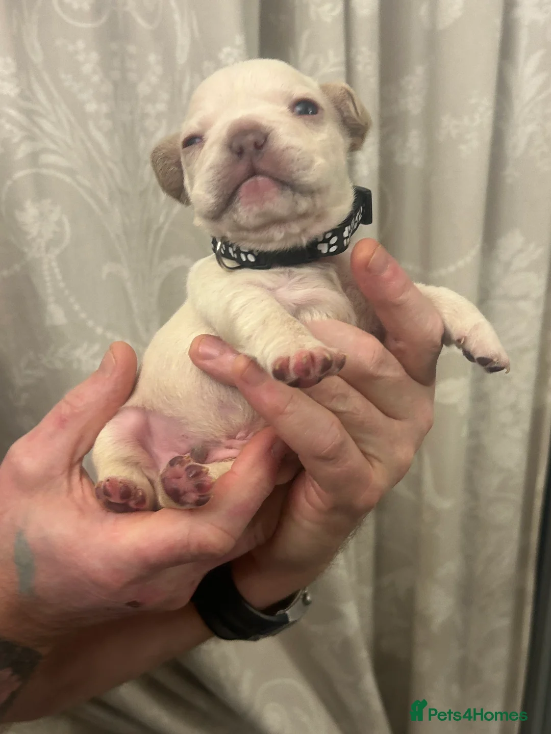 French Bulldog dogs for sale: 9 top quality fluffy carrying french bulldogs  - Advert 9