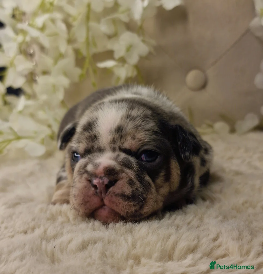 French Bulldog dogs for sale: 💥👀 NEW SHADE ISABELLA, MERLE TRI LILAC   - Advert 29