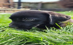 Labrador Retriever dogs for sale: LAST 2 KC HEALTH TESTED CHARCOAL LABS AVAILABLE  - Image 15