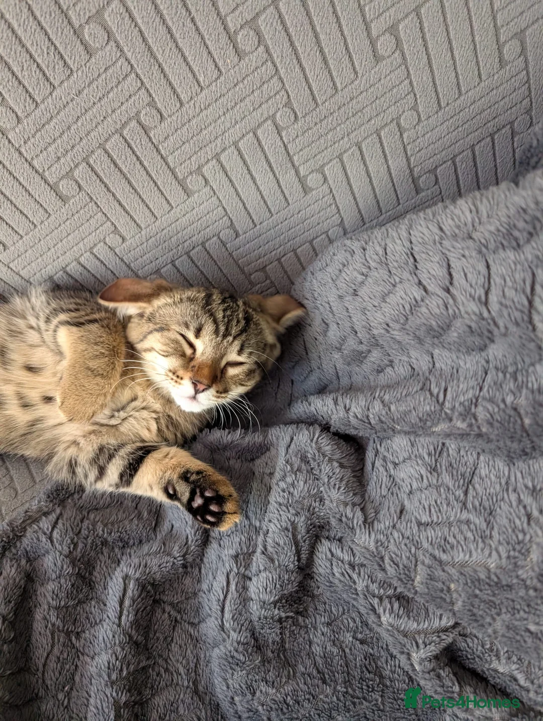 British Shorthair cats for sale: Female Tabby  - Advert 2