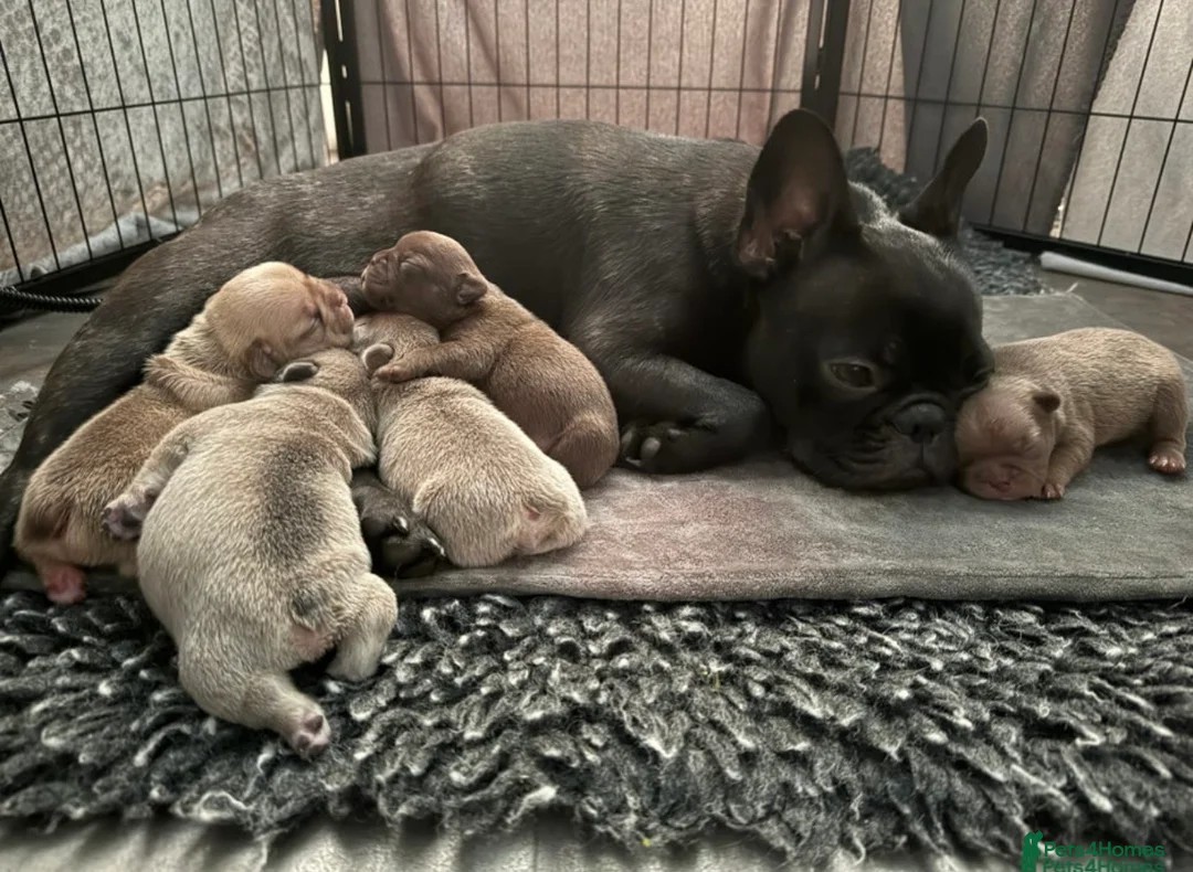 French Bulldog dogs for sale: Female French bulldog puppy in Leeds - Advert 7