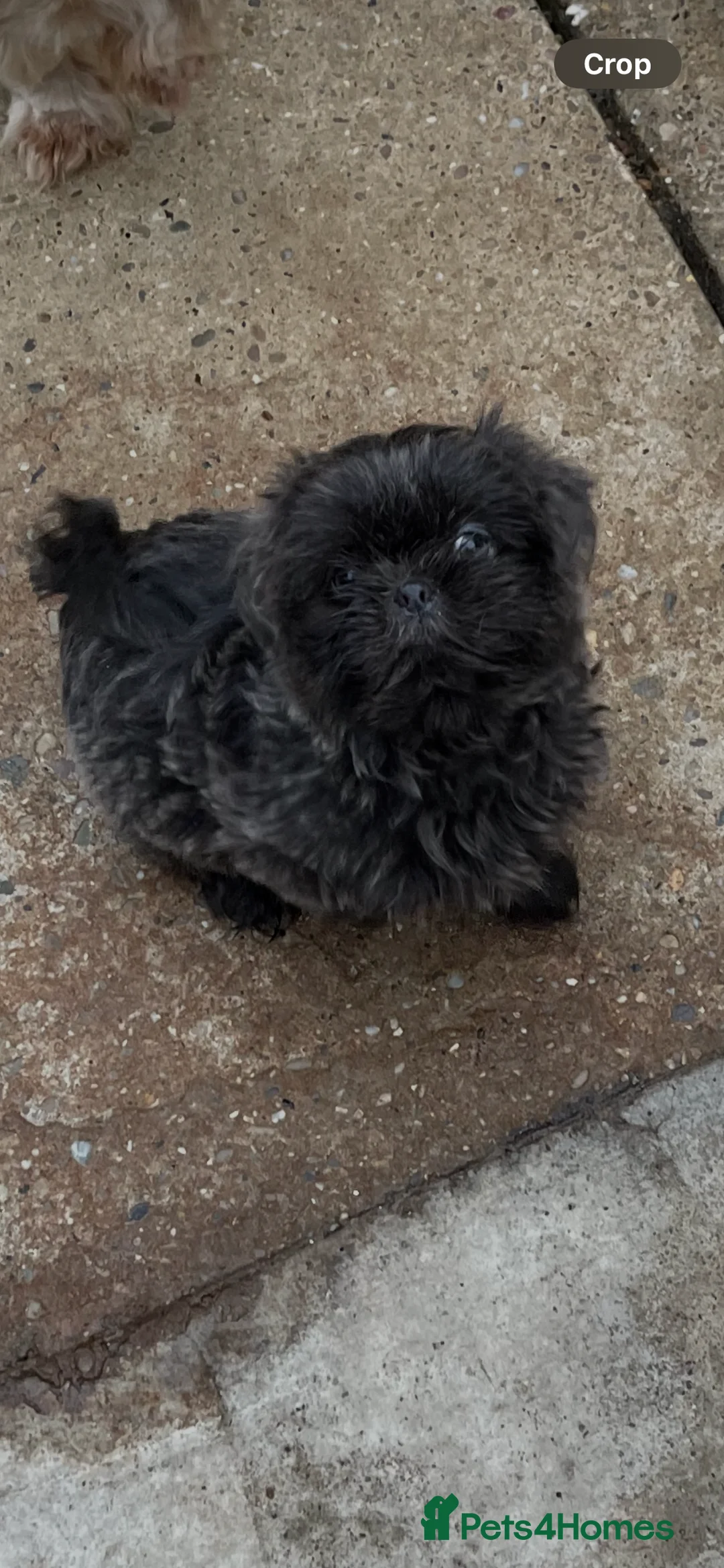 Shih Tzu dogs for sale:  imperial shihtzu dobie carriers karishishi only 2 - Advert 15