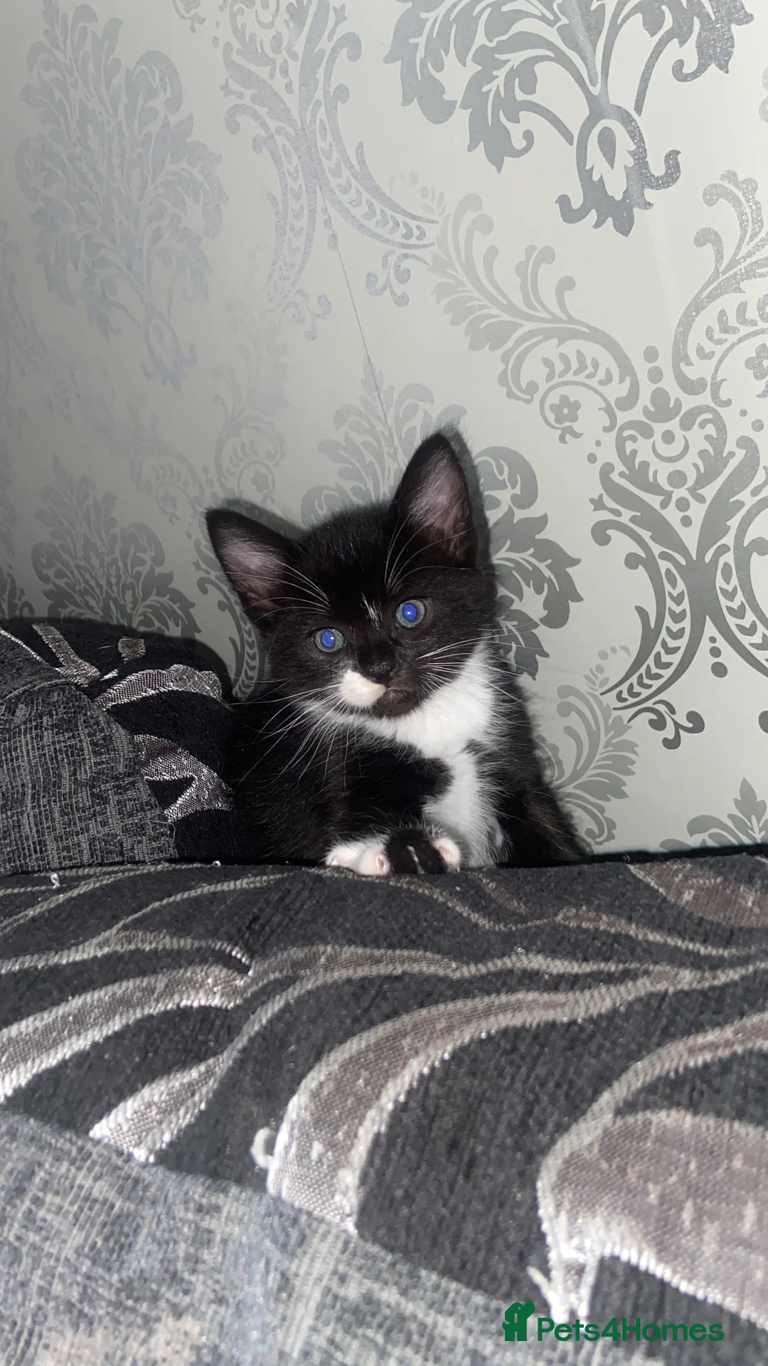 Mixed Breed cats for sale: Beautiful boy kittens  in Liverpool - Advert 3