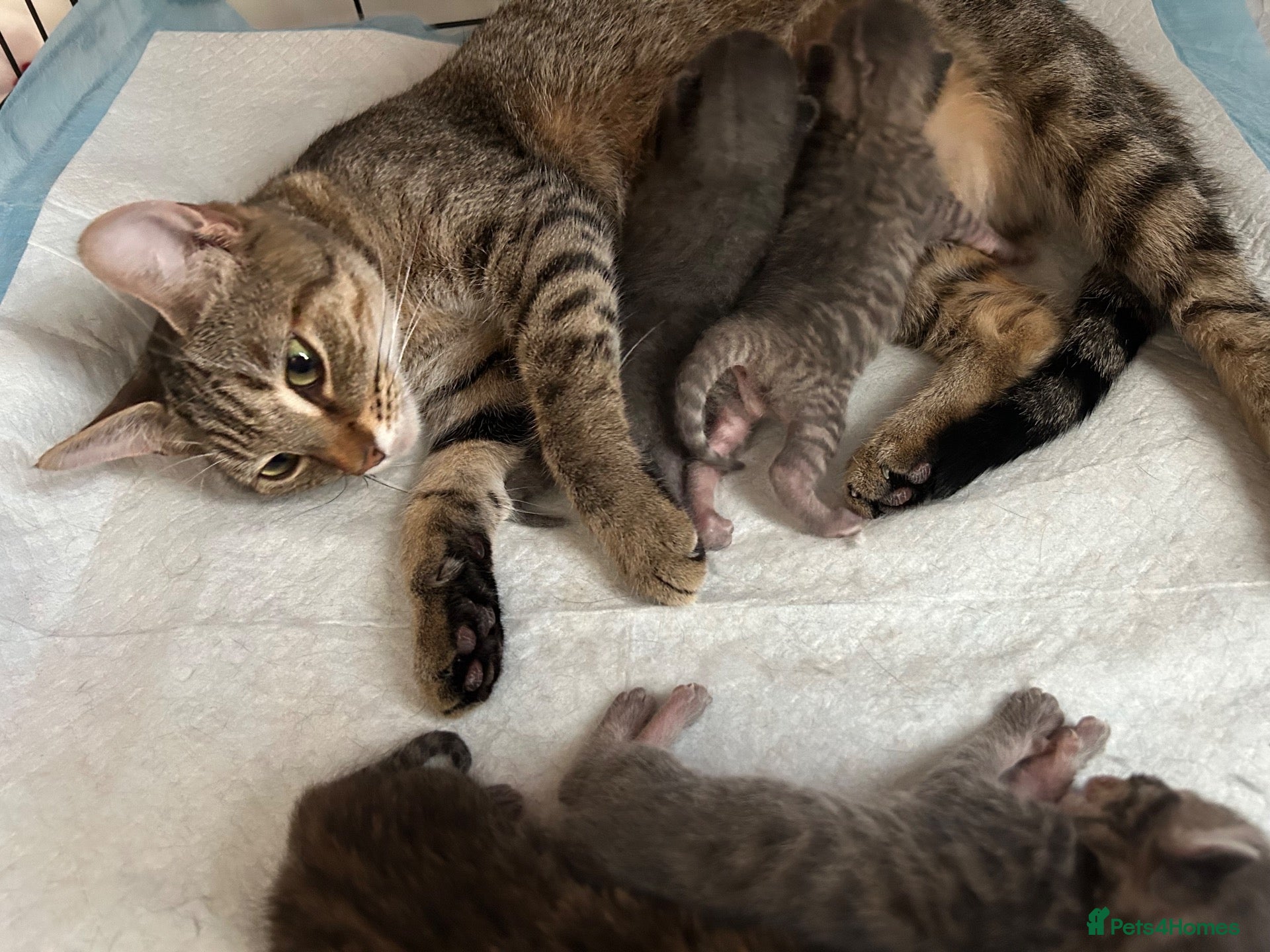 Mixed Breed cats 🐾 Gorgeous Furry Sphynx Cross Kittens 🐾 - Advert 1