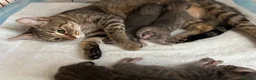 Mixed Breed cats for sale: 🐾 Gorgeous Furry Sphynx Cross Kittens 🐾 - Advert 1