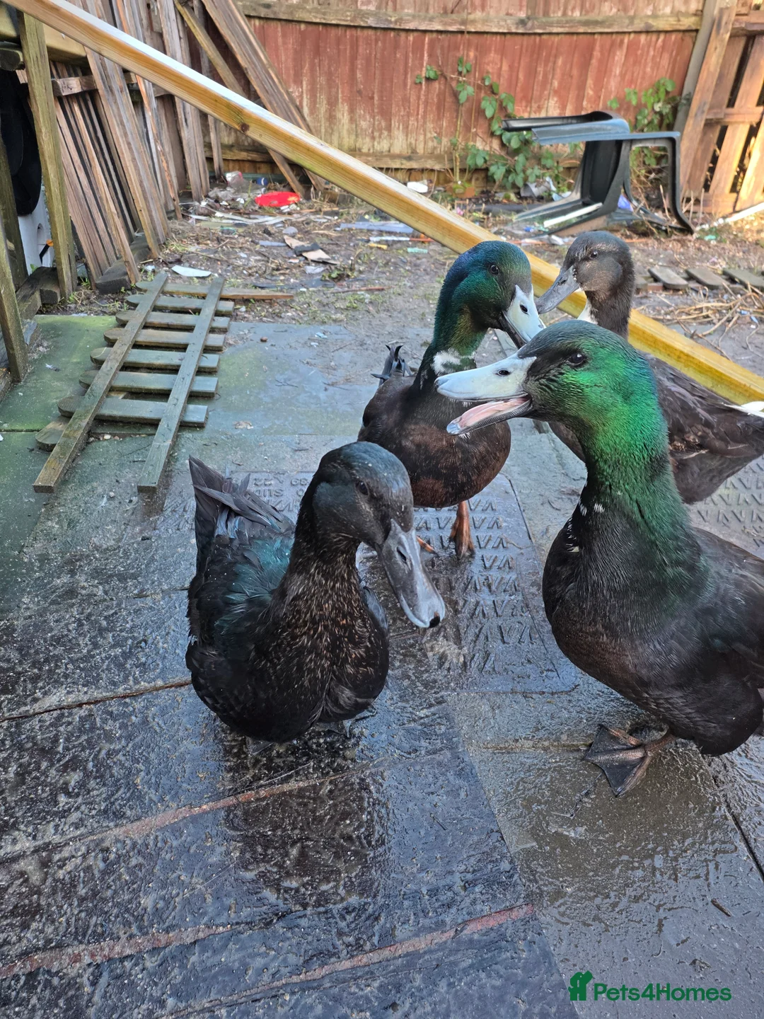 Ducks poultry for sale: 7 lovely ducks for rehoming - Advert 2
