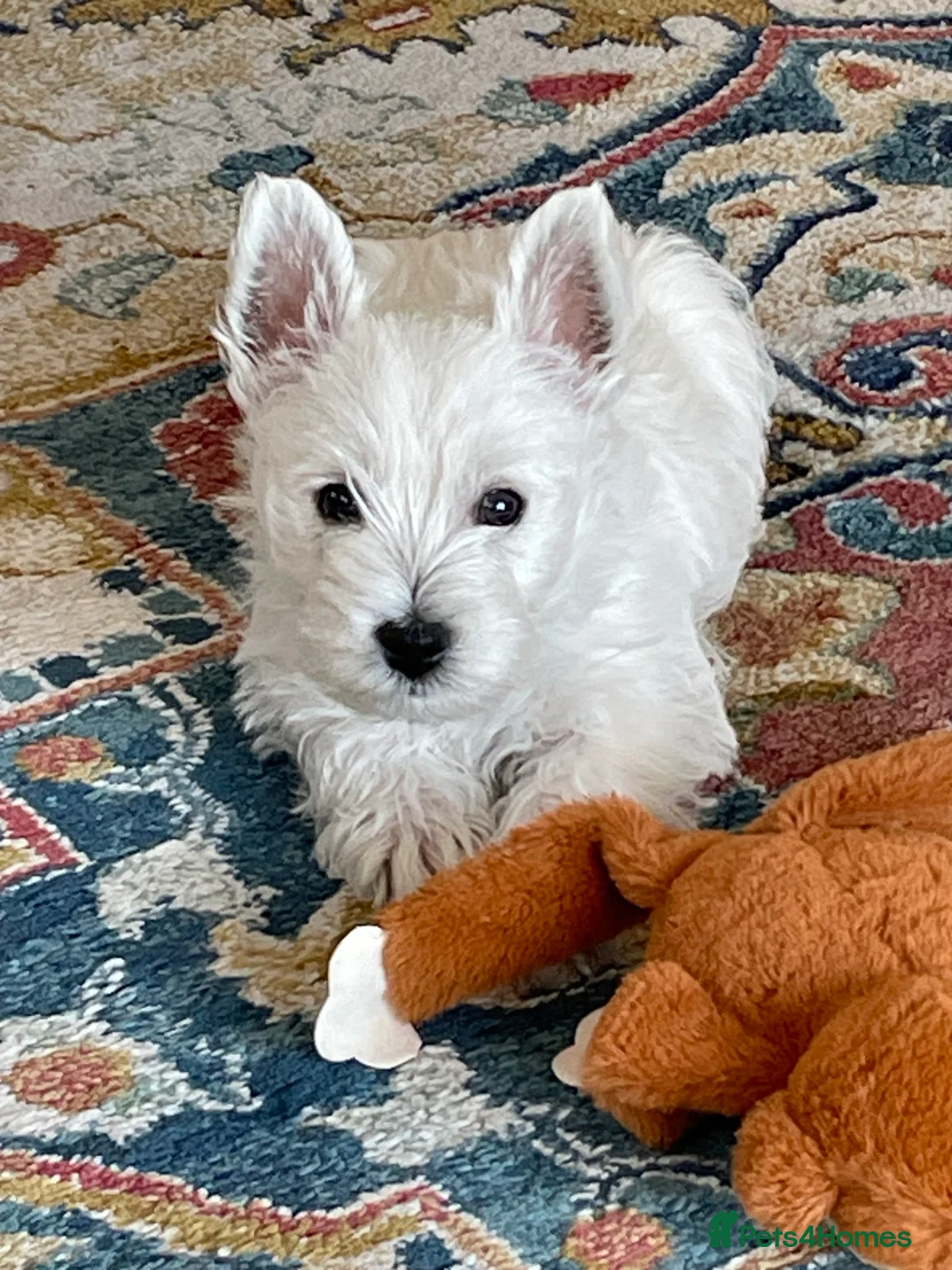 West Highland Terrier dogs for sale: Freddy in Ludlow - Advert 1
