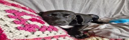 Mixed Breed dogs for adoption: 🌟STAR: Could you be his perfect constellation 🌟 in Maidstone - Advert 4