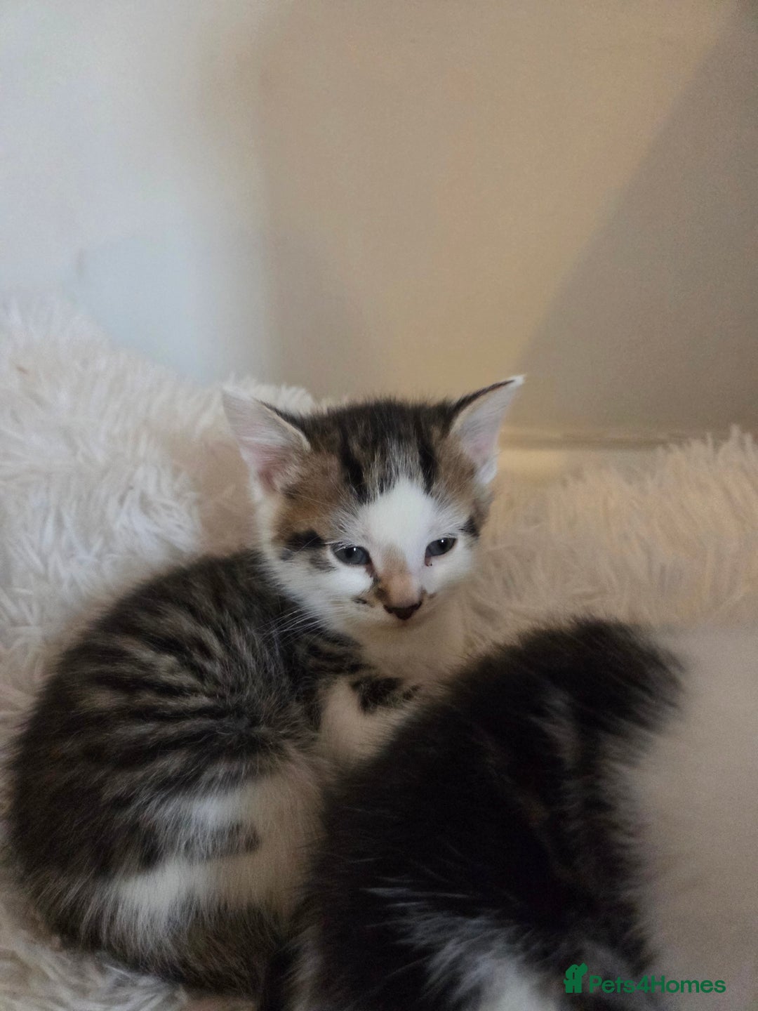 Mixed Breed cats for sale: 8 week old boy kittens available  - Advert 3