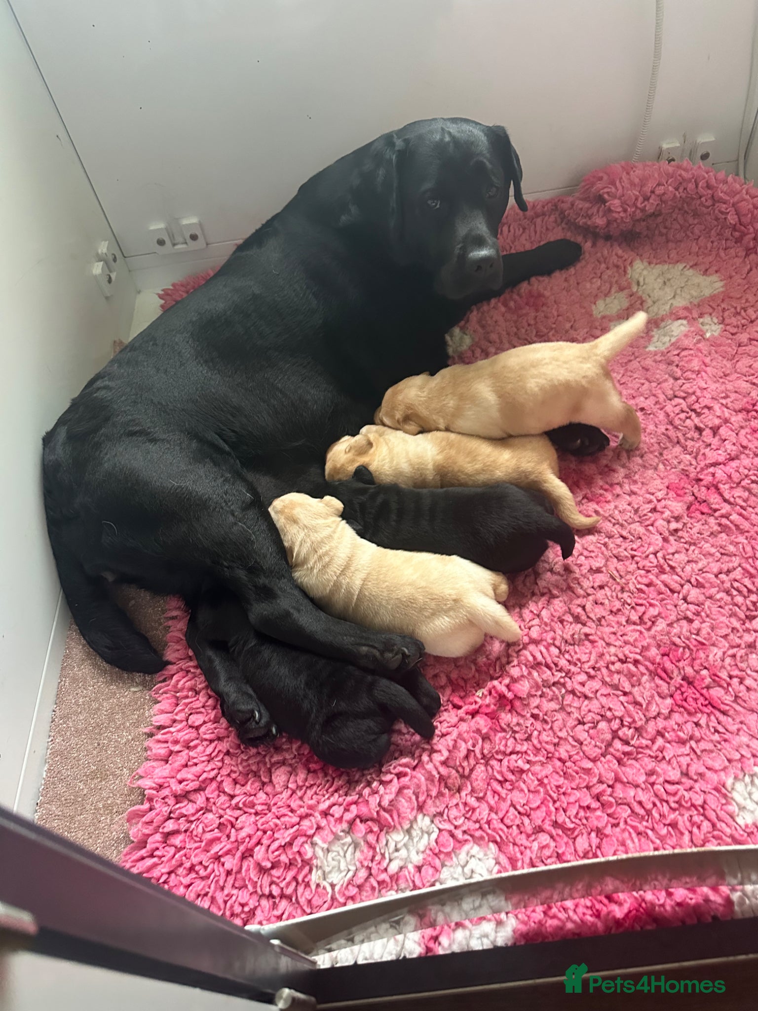 Labrador Retriever dogs Show bred chunky pups  - Advert 4