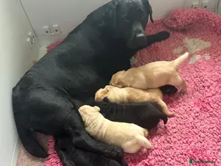 Labrador Retriever dogs Show bred chunky pups - Advert 4