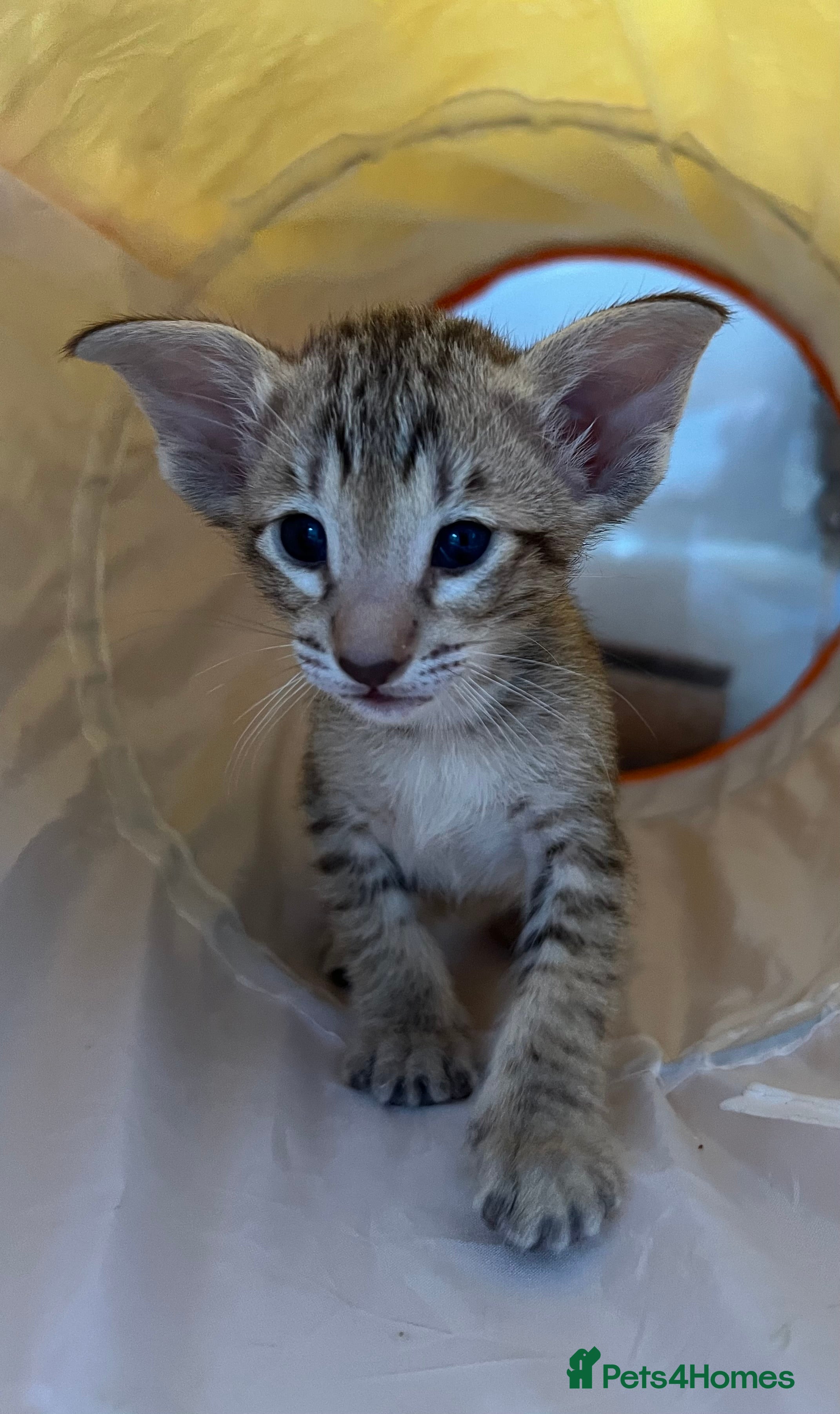 Siamese cats Stunning Oriental and Siamese kittens - Advert 1