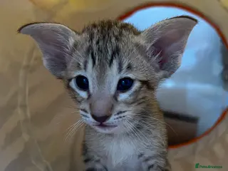 Siamese cats Stunning Oriental and Siamese kittens - Advert 1