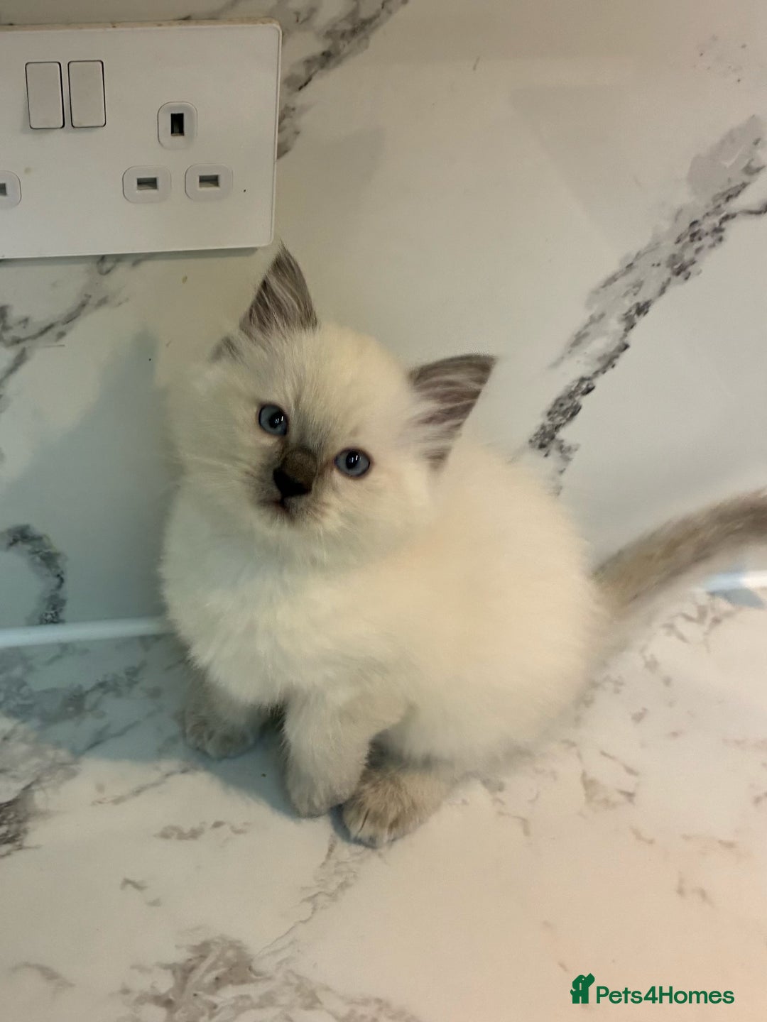 Ragdoll cats for sale: 🐾 1 Ragdoll Kitten (F) Left! - Parents GCCF 🐾 - Advert 35