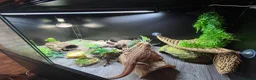Bearded Dragon reptiles for sale: Bearded Dragon + Vivarium in Peterhead - Advert 4