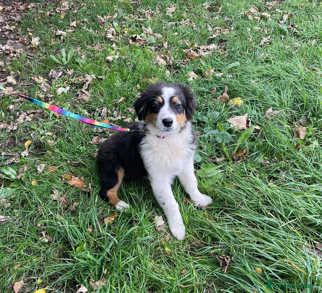 Australian Shepherd dogs for sale: Australian Shepherd Female Puppy - £1200 - Image 5