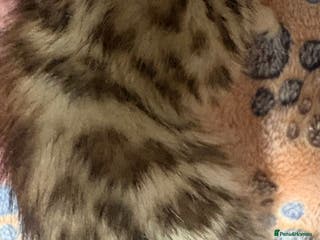 Bengal cats Stunning Tica reg Bengal kittens - Advert 5