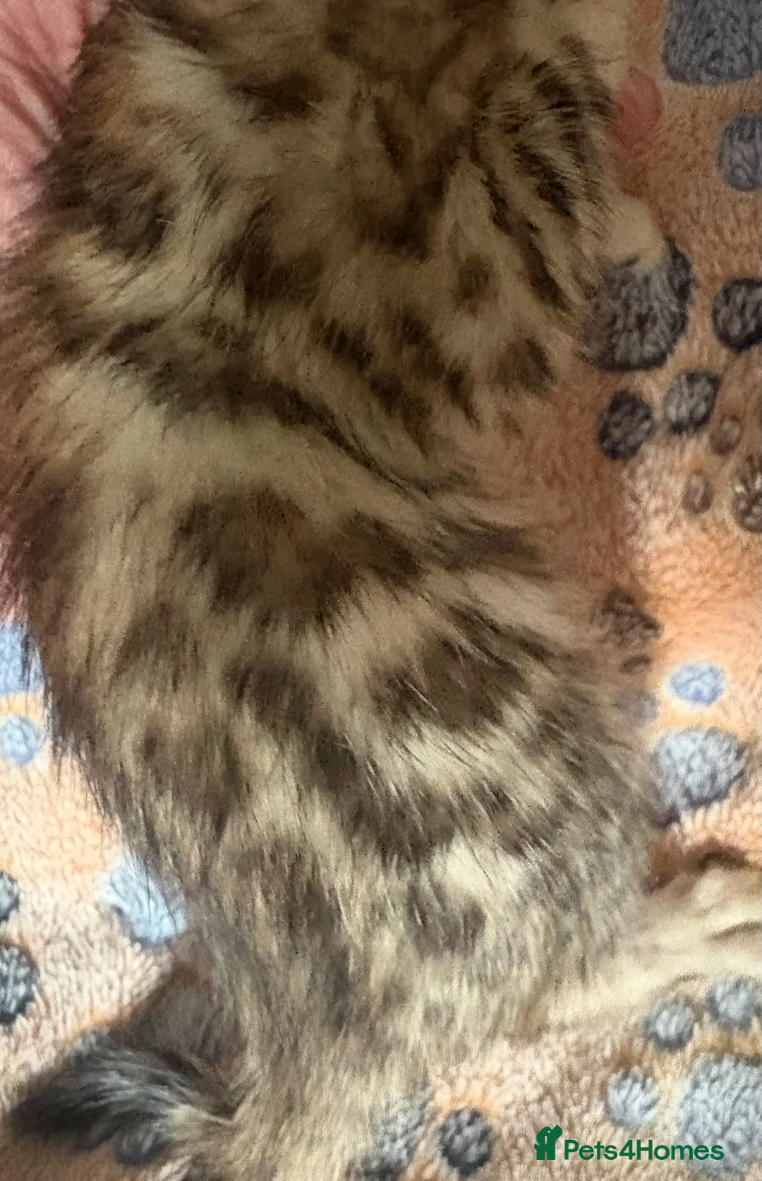 Bengal cats for sale: Stunning Tica reg Bengal kittens  - Advert 4