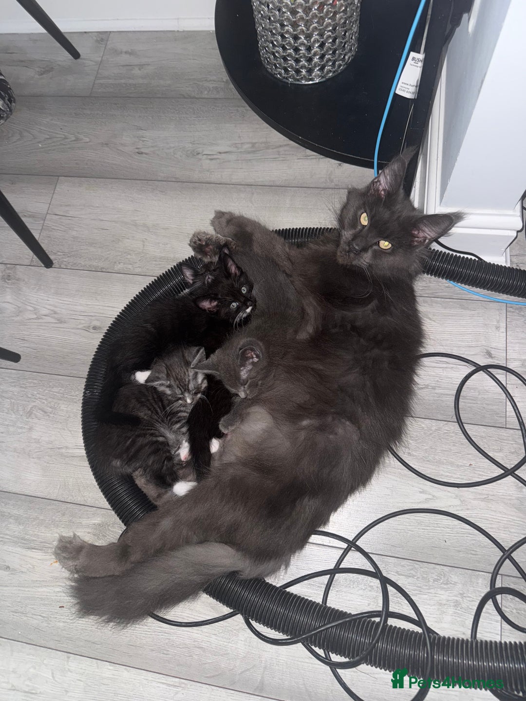 Maine Coon cats for sale: Blue Grey  - Image 3