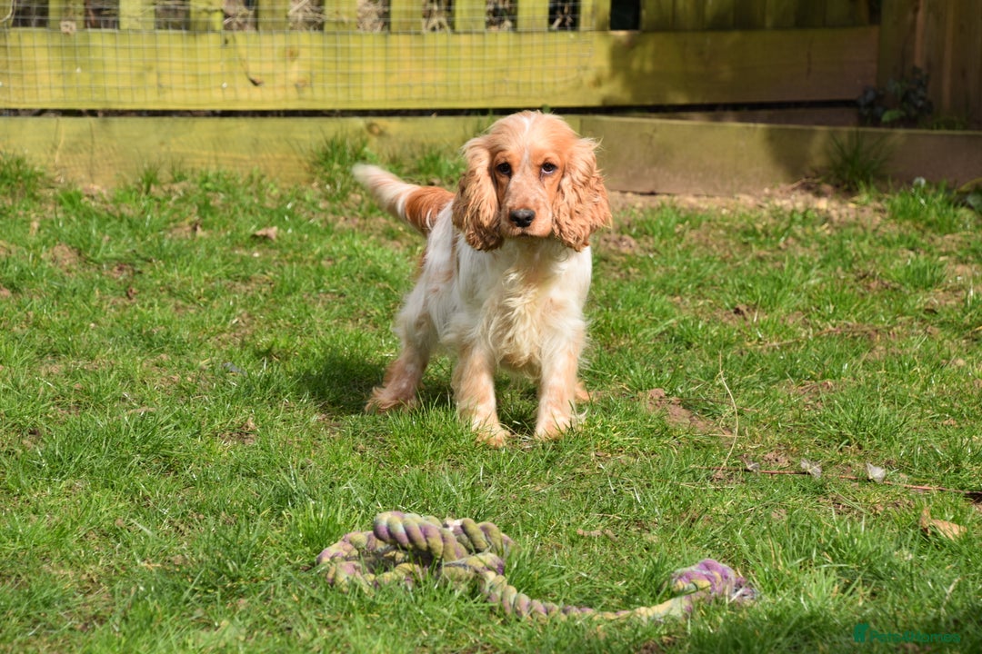Cockapoo dogs for sale: Show Type Cockapoo Male. - Image 6